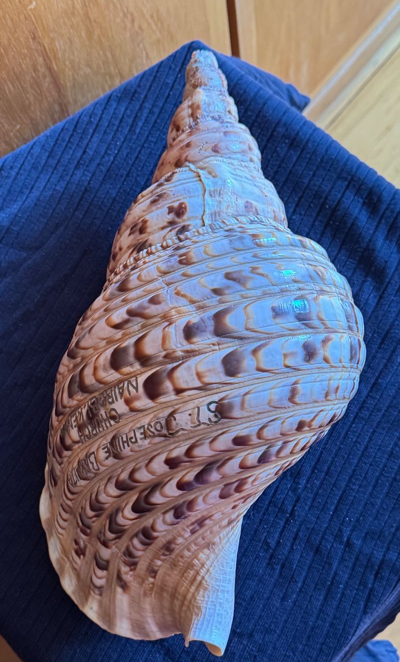 Fossili: Muschel 35cm gross intakt – Usato da Grabs venduto da Barbstucky