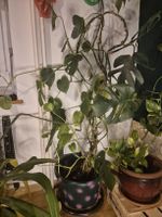 Schöne grosse gesunde Monstera/Philodendron Pflanze