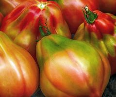 Canestrino di Lucca - Ochsenherztomate - 20 Samen