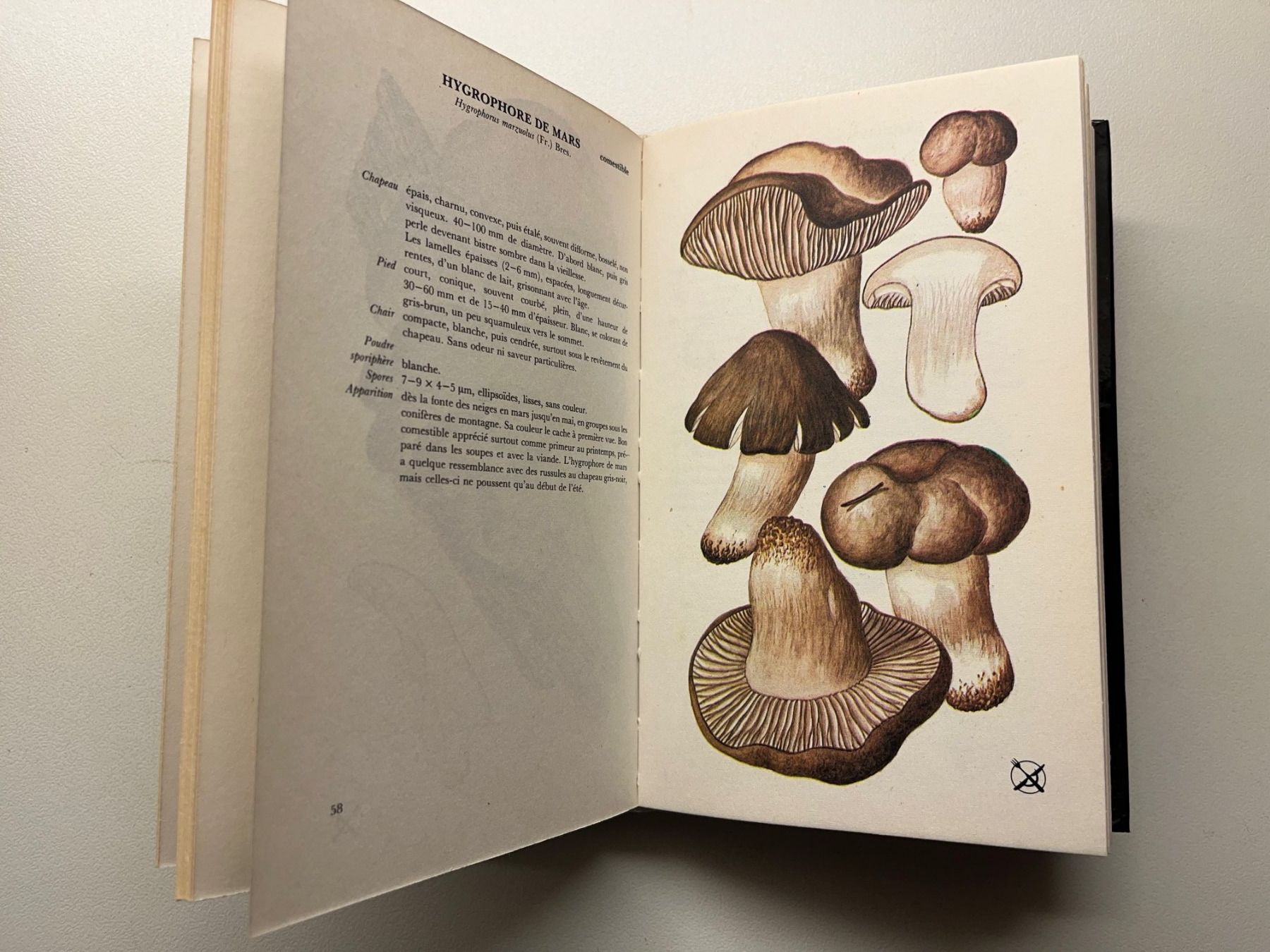 Libri: Les Champignon von Aurel Dermek – Usato da Laufen venduto da Nuria44 3