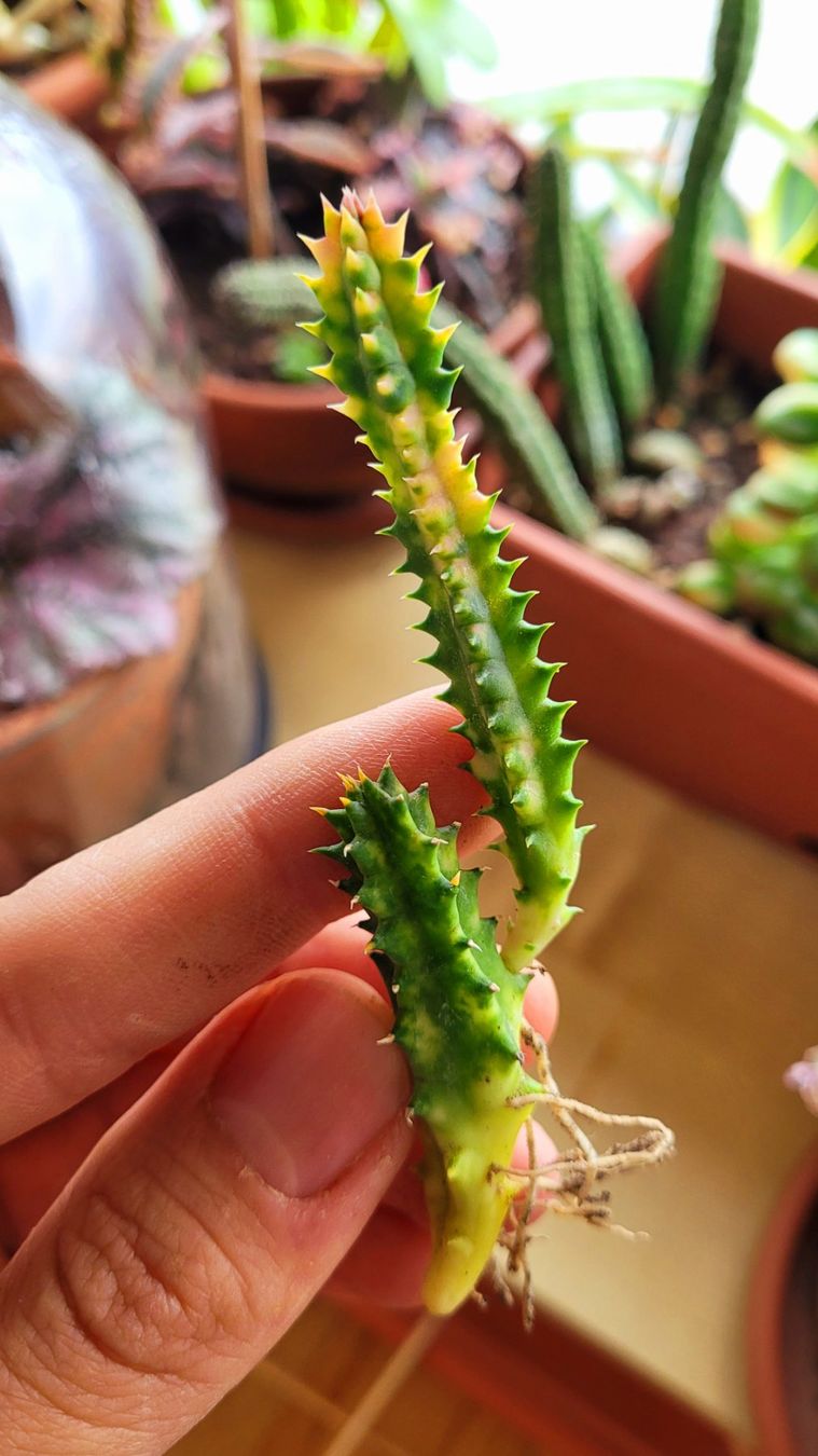 Piante & sementi: Huernia zebrina variegata – Usato da Zürich venduto da The_Plant_Wizard 4