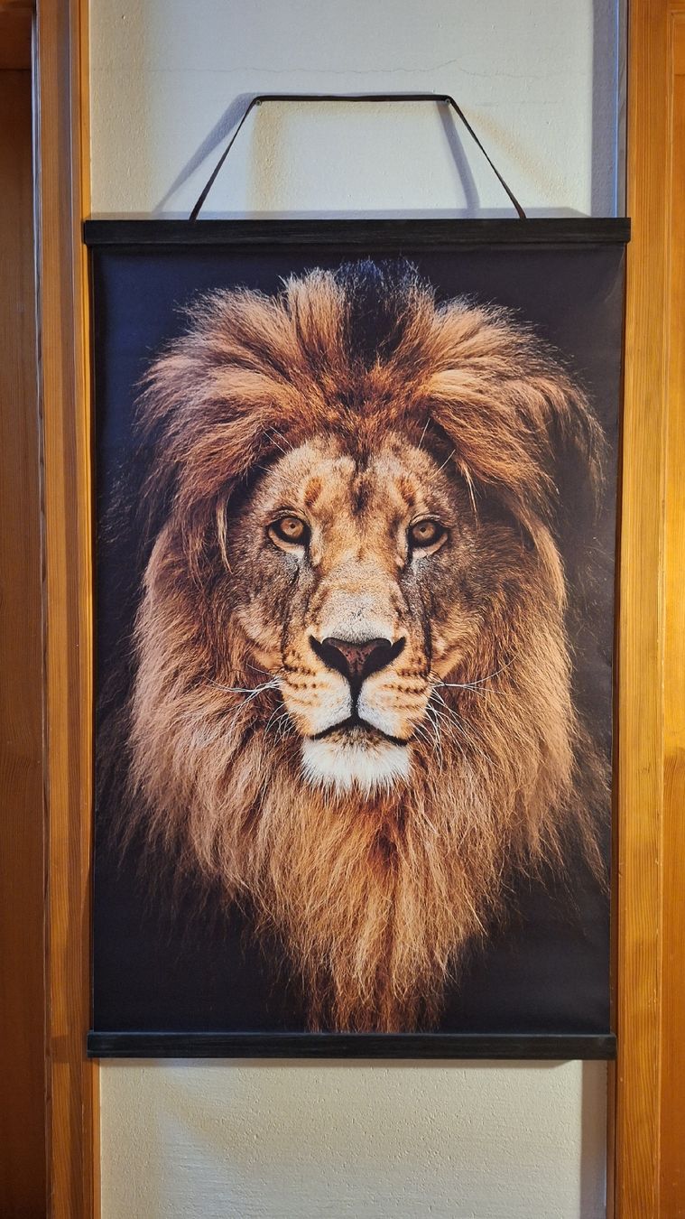 Posters & Illustrations: Bild Löwe Grösse 80x126cm  – D'occasion à Sempach par berglady30 1