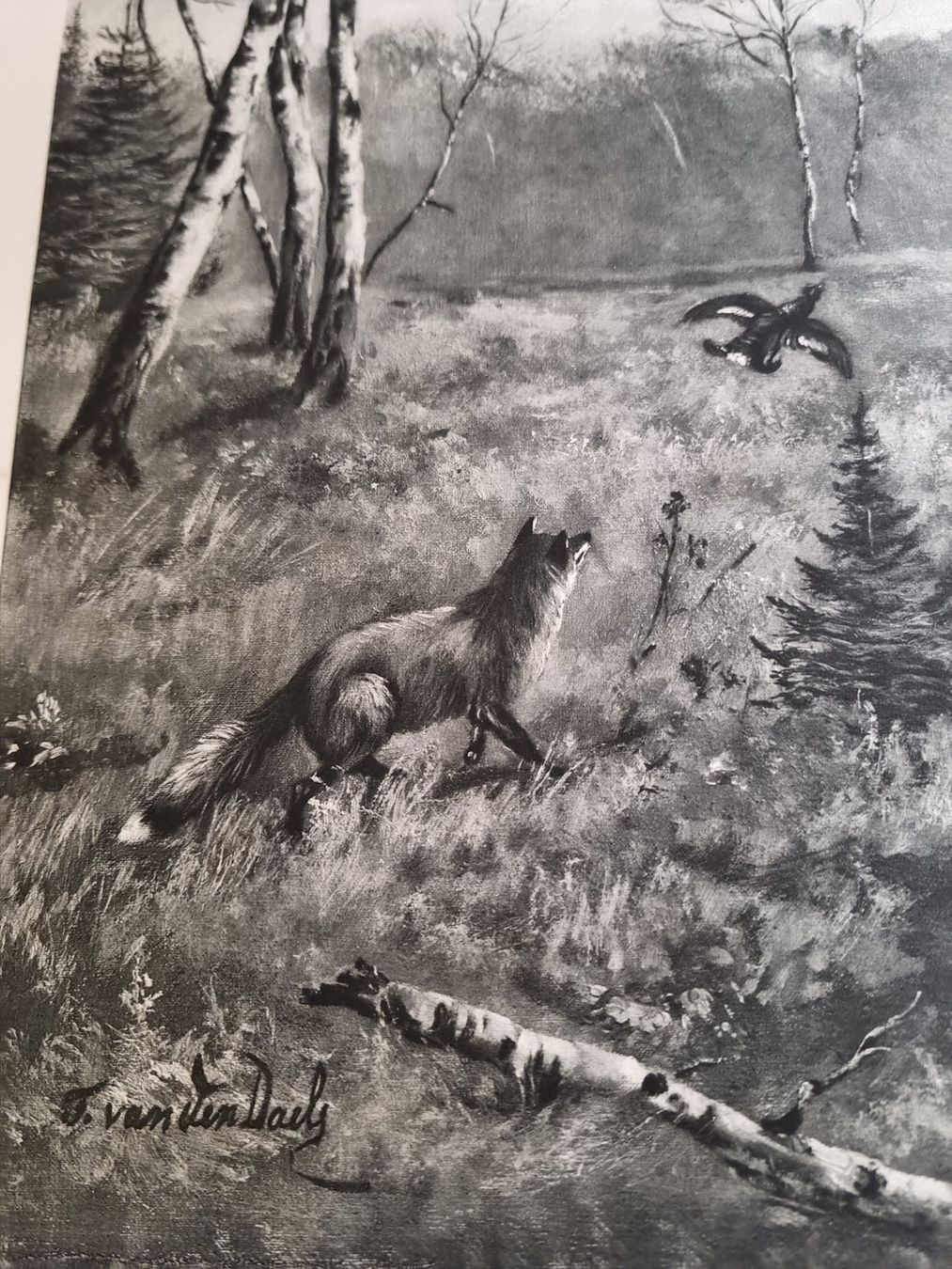 Foto & Immagini: Fuchs auf der Jagd  Schöne Grafik – Usato da Trachslau venduto da bastet06 3