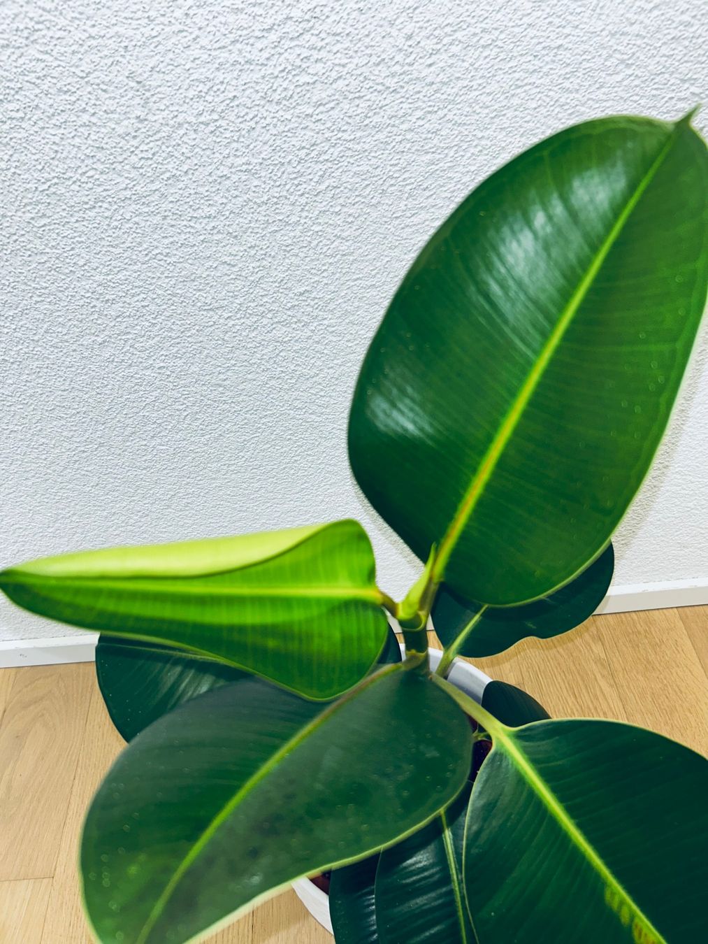 Piante & sementi: FICUS ELASTICA ROBUSTA Pflanze, Gummibaum 70 cm – Usato da Kilchberg ZH venduto da malibubeach 7