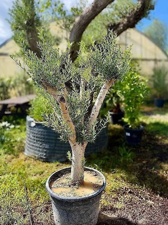 Piante & sementi: Olivenbaum "winterhart" – Nuovo e nell'imballaggio originale da Zuckenriet venduto da Thur_Plant 2