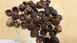 500g Waschnüsse / noix de lavage / Reetha / Aritha aus Nepal