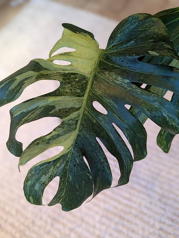 Piante & sementi: Monstera Ocean Mint – Usato da Faulensee venduto da plantmama 1