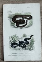 Gravure ancienne serpents reptiles