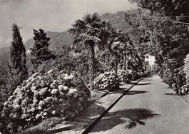 Brissago, Hotel Brenscino, Parkeingang, gelaufen 1965