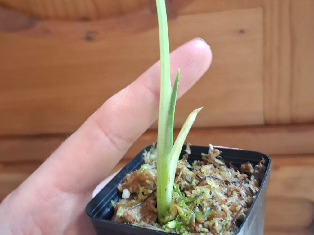 Piante & sementi: alocasia macrorrhiza variegata – Usato da Hausen AG venduto da Pflaenzlioase 1
