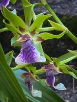 Zygopetalum Impasto Green Duft-Orchidee