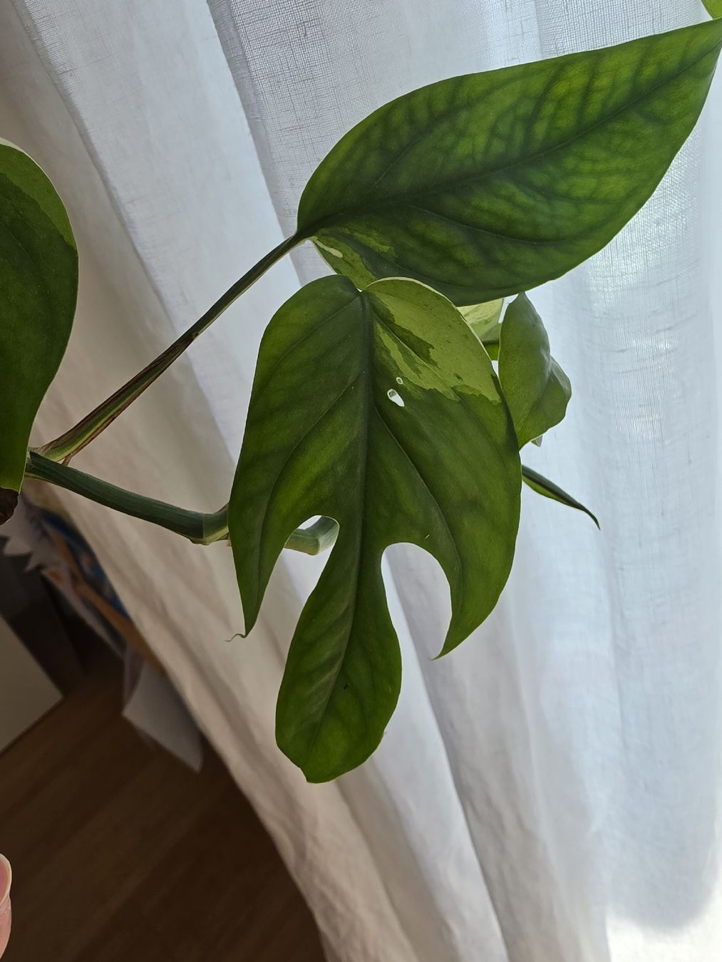 Pflanzen & Samen: Epipremnum pinnatum marble variegata – Gebraucht aus Jegenstorf von matrix2012 1