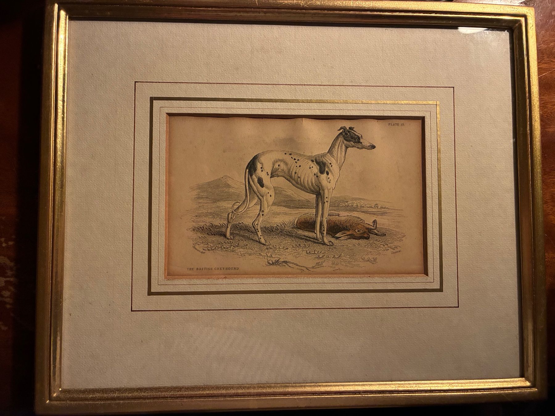 Incisioni: Ancienne gravure levrier Whippet – Usato da Paudex venduto da micinque