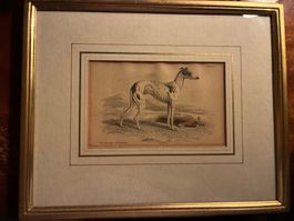 Ancienne gravure levrier Whippet