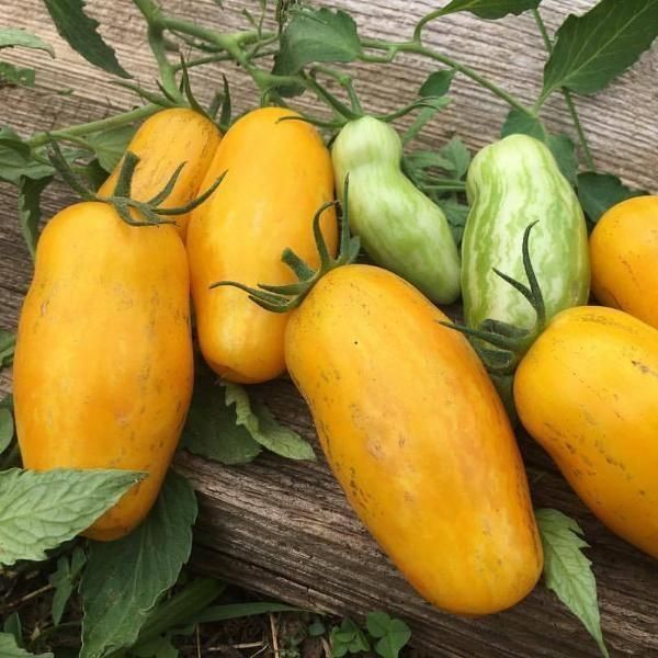 Piante & sementi: 50 Samen BANANA LEGS Tomate – Nuovo (secondo la descrizione) da Ehrendingen venduto da VerveinaSamen 3
