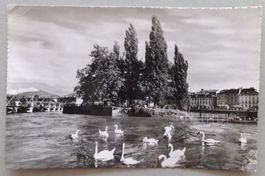 Genève, Ile J.-J. Rousseau et les cygnes