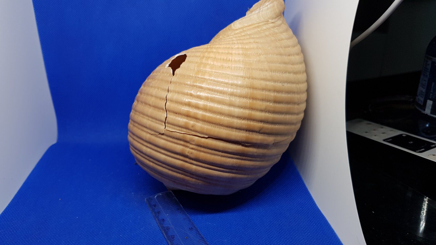 Fossili: Riese Muscheln – Usato da Zürich venduto da Hamaster 9