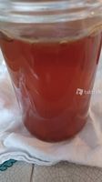 Kombucha Pilz (SCOBY) + Ansatzflüssigkeit mit Garantie Top!