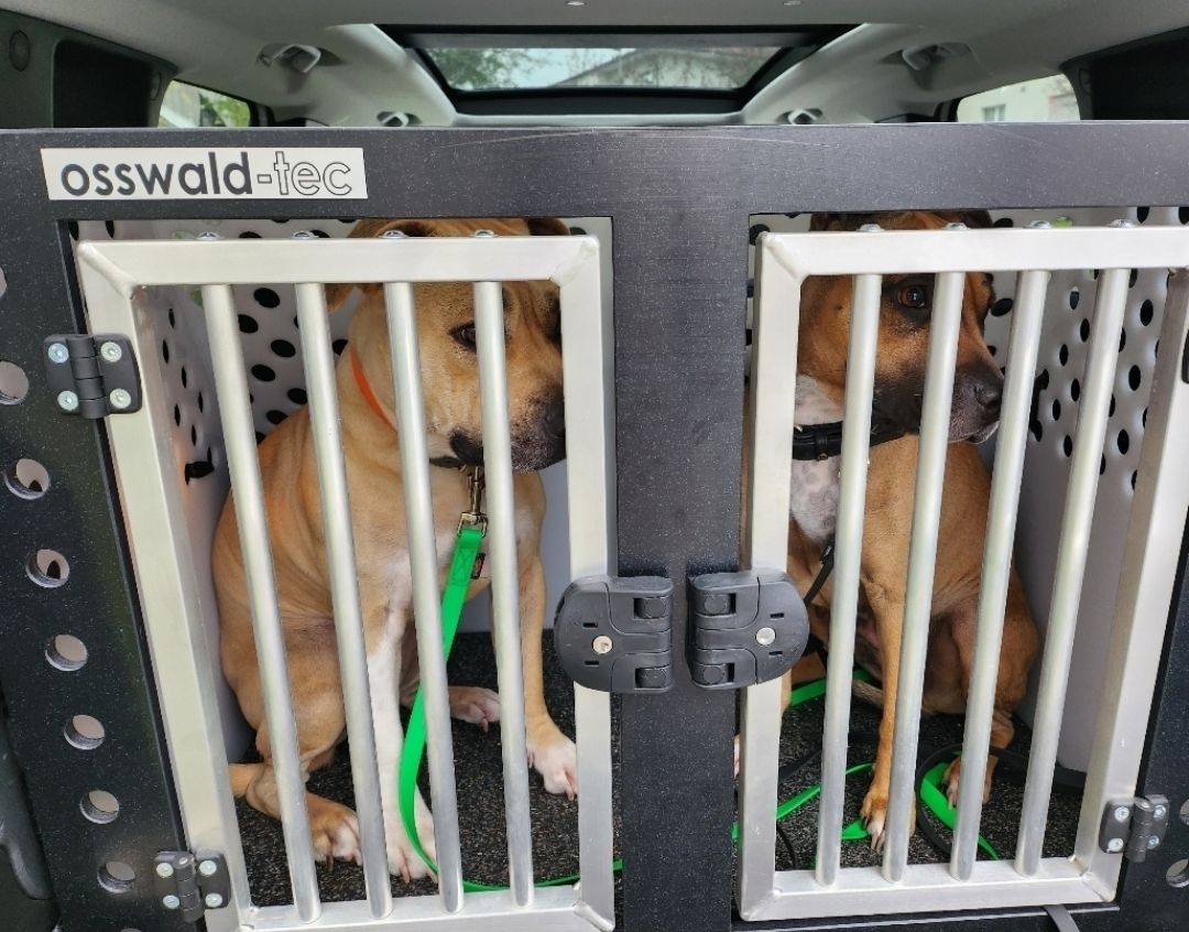 Gabbie, trasporto & Sicurezza: Doppel Hundebox von Osswald-Tec, für 1 oder 2 Hunde geeignet – Usato da Langenthal venduto da solution_8p96 2