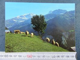 KLAUSENPASS SCHAF-HERDE URI AK