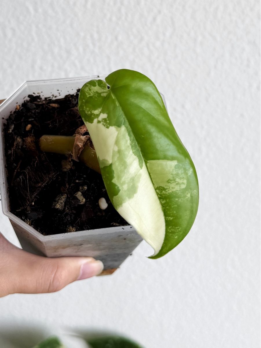 Piante & sementi: Syngonium Chiapense Variegated #2 – Nuovo (secondo la descrizione) da Bern venduto da Lucas_Ma
