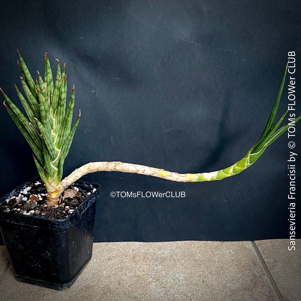 Piante & sementi: Sansevieria Francisii 1+1 - einzigartig schön - oder? – Nuovo e nell'imballaggio originale da Adliswil venduto da astom369 1
