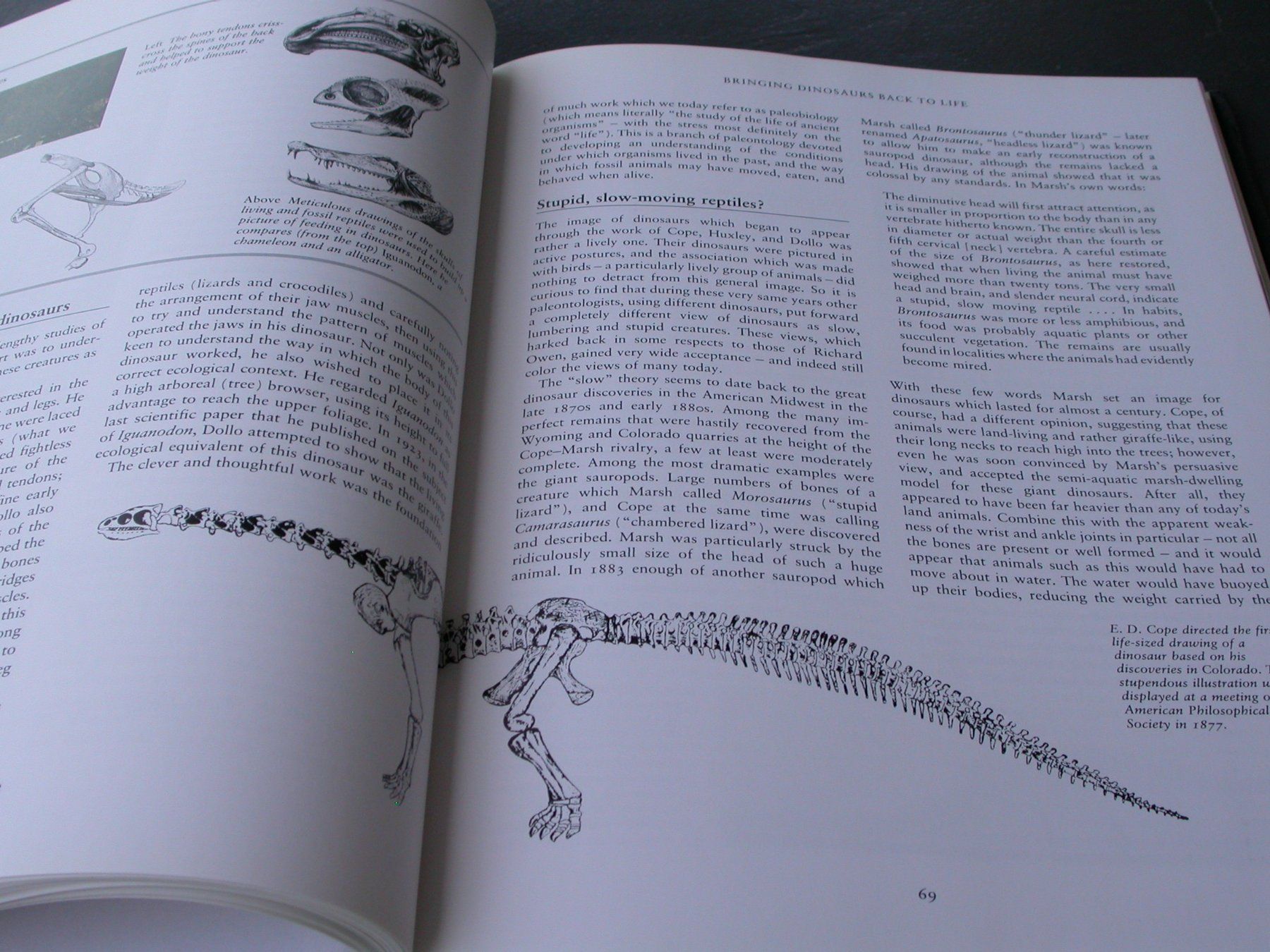 Libri: Dinosaur – Usato da Zürich venduto da Marcel6887 7