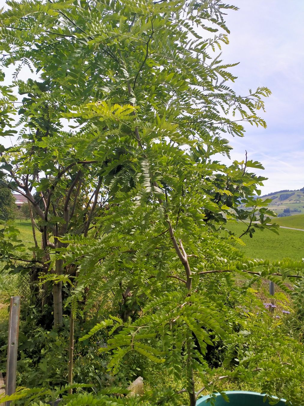 Piante & sementi: Amerikanische Gleditschie  ohne Dorne – Usato da Küssnacht am Rigi venduto da perlboote 2