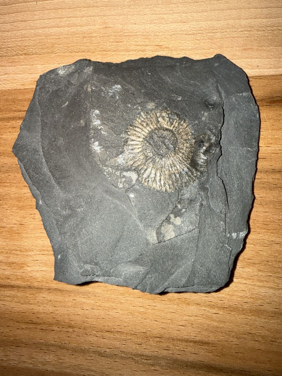 Fossili: Versteinerung pyritisirter Ammonit – Usato da Grenchen venduto da Bastet007