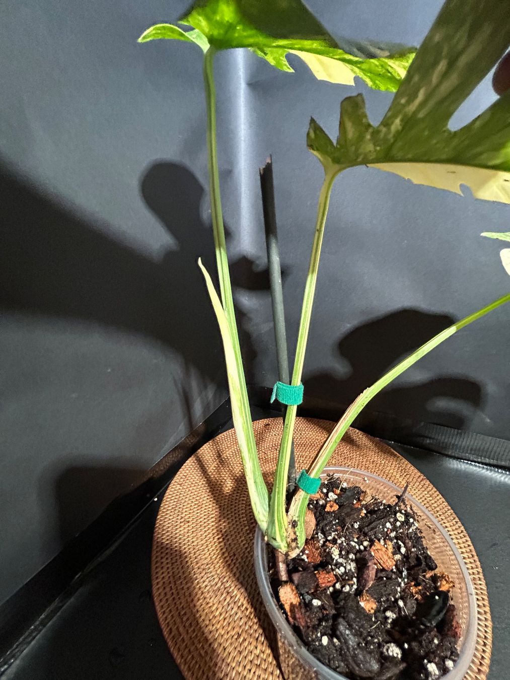 MONSTERA THAI CONSTELLATION LEGACY MIT NEUAUSTRIEB!  (Gebraucht) in  Giubiasco fr CHF 249  mit Lieferung auf Ricardo kaufen
