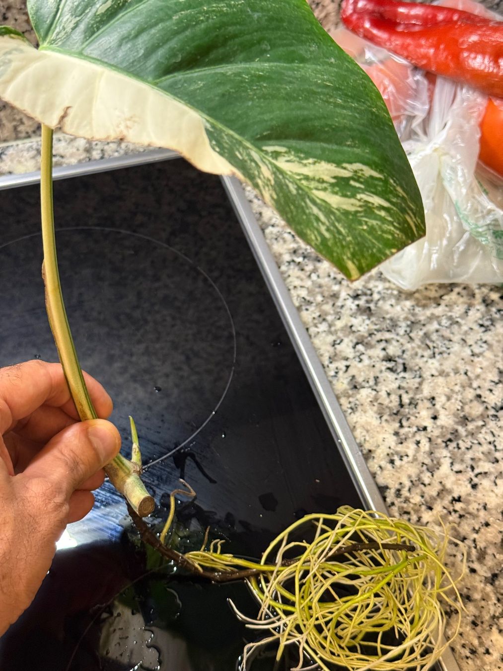 Piante & sementi: Monstera Variegata Steckling von einer Half-Moon-Mutterpflan – Usato da Mendrisio venduto da MonsteraLovers 1