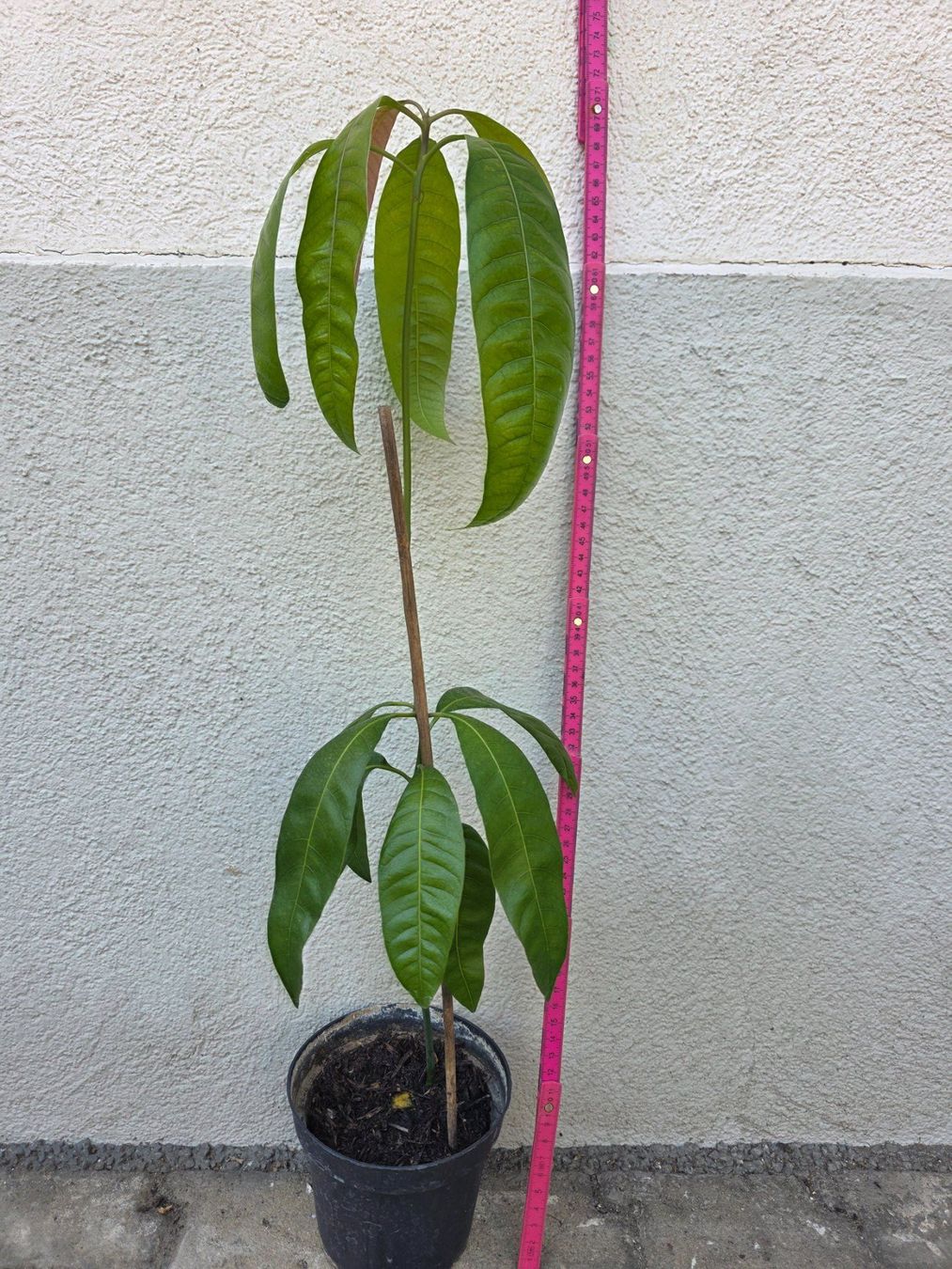 Piante & sementi: Mango Baum Sämling – Nuovo (secondo la descrizione) da Thalheim venduto da silvara01