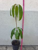 Mango Baum Sämling