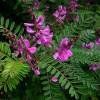 Indigotier  2 PLANTS
