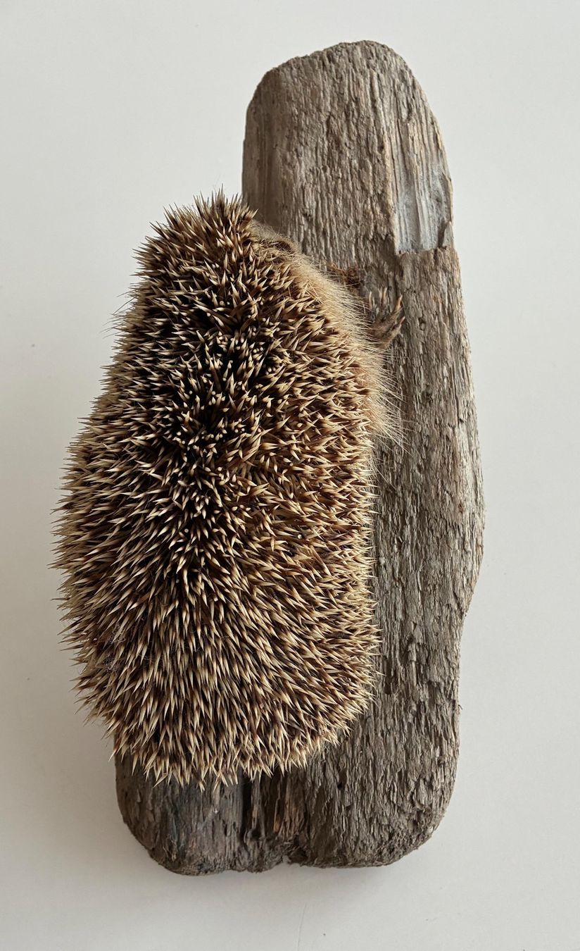 Il mondo degli animali: Herziger Igel – Usato da Bäretswil venduto da robsonantik 3