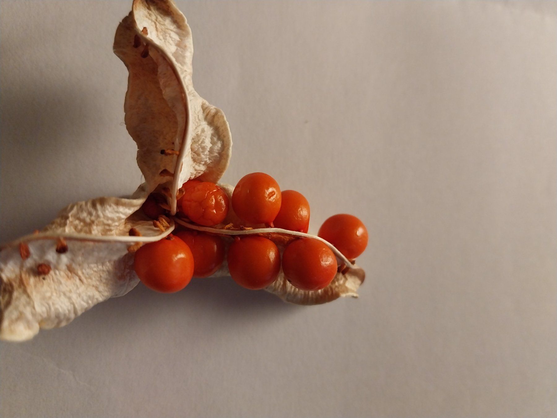 Piante & sementi: Crocosmia Red King Samen 7Stk. – Usato da Schwaderloch venduto da bademeister79