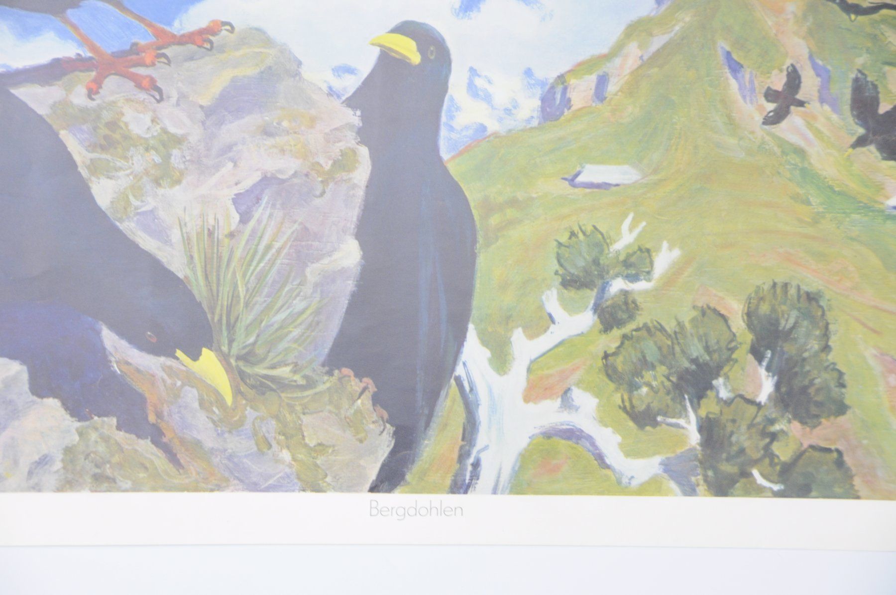 Foto & Immagini: Schulwandbild  Bergdohlen Fred Stauffer – Usato da Härkingen venduto da sammelbecken 5