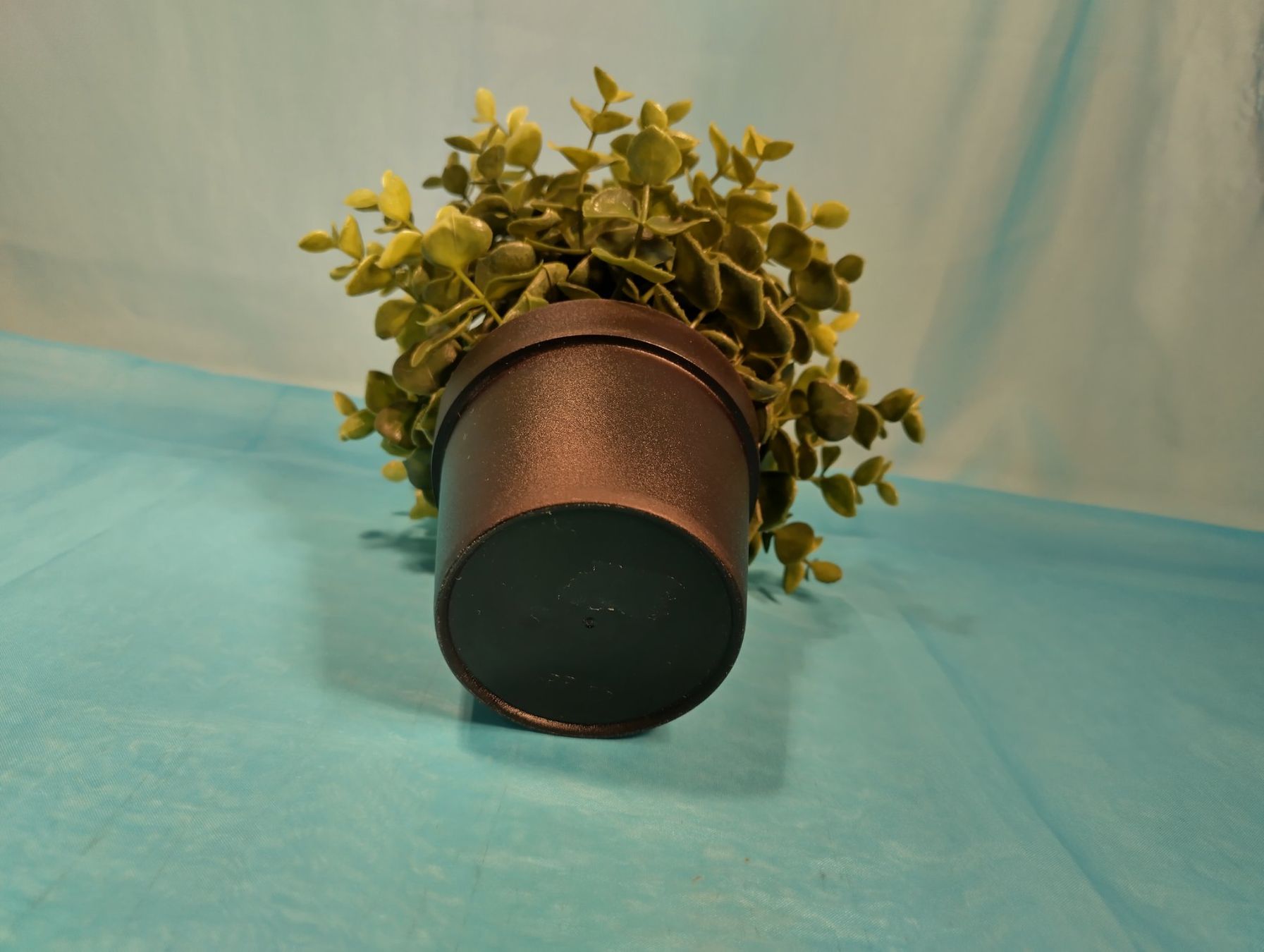 Piante & sementi: Eukalyptus im Topf, IKEA – Nuovo (secondo la descrizione) da Bellach venduto da JingleCherry 3