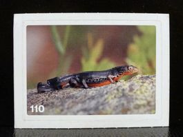 MIGROS MANIA Nature Detectives Nr. 110