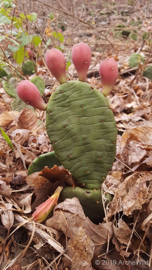 Piante & sementi: Opuntia humifusa – Nuovo (secondo la descrizione) da Augst BL venduto da Betsileo 2