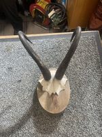 Wanddeko: Geweih auf Holzsockel - Rustikaler Charme!