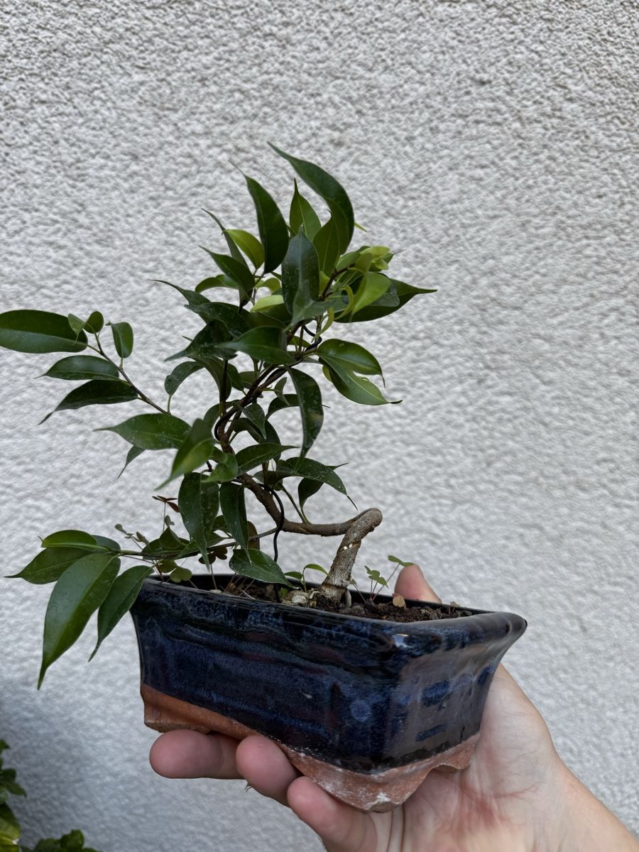 Piante & sementi: Kleiner Ficus Bonsai – Usato da Rümlang venduto da Gruseh.ch