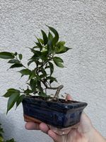 Kleiner Ficus Bonsai