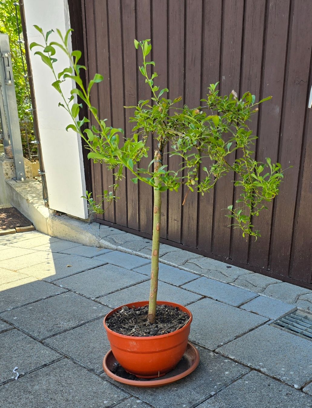Piante & sementi: Zwerg-Weide (Salix arbuscula) – Usato da Aarburg venduto da popkorn65 1