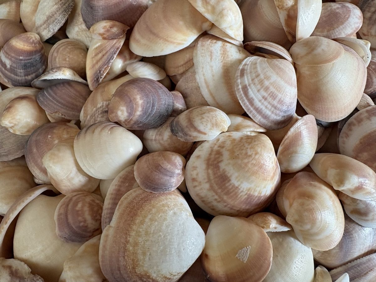 Tutte le decorazioni: über 3 kilo Muscheln – Usato da Rümlang venduto da resale35 1