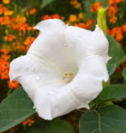Pflanzen & Samen: LETZTE 15 SAMEN GRAINES SEMI: DATURA STRAMONIUM – Neu und originalverpackt aus Rovio von POSITIFFARTandPLANTS 2
