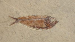 kleiner fossiler Fisch USA