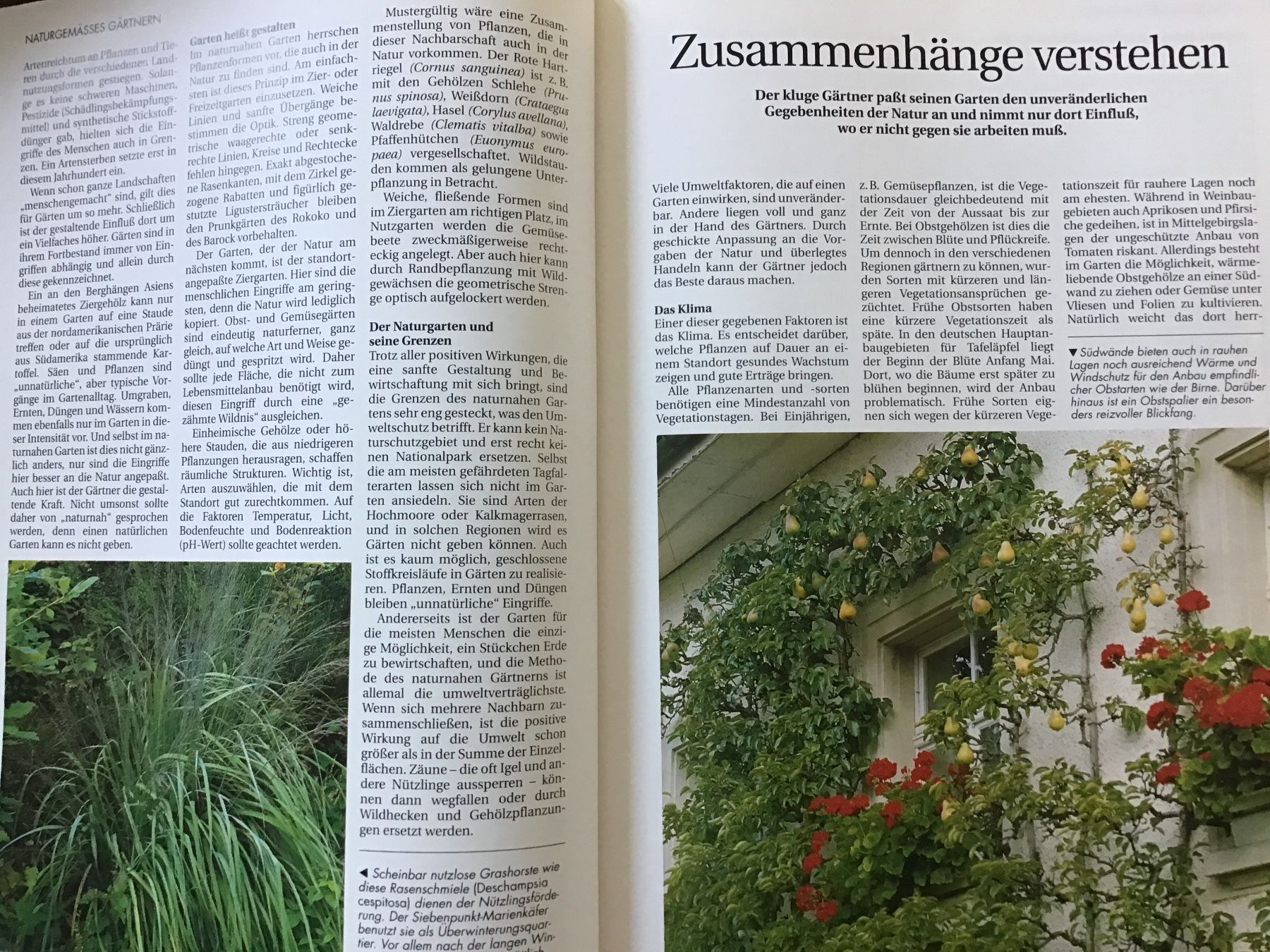 Libri: Der gesunde Biogarten – Usato da Kirchenthurnen venduto da Gluecksbrief 3