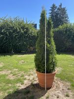 Thuja Pflanze im Kunststofftopf Höhe ca. 200cm guter Zustand