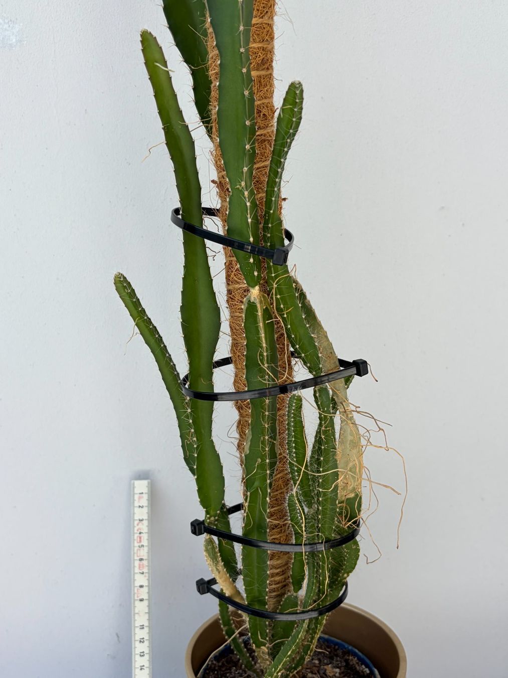 Piante & sementi: Drachenfrucht-Pflanzen, (rotfleischige Drachenfrucht) – Usato da Boll venduto da NRie 3
